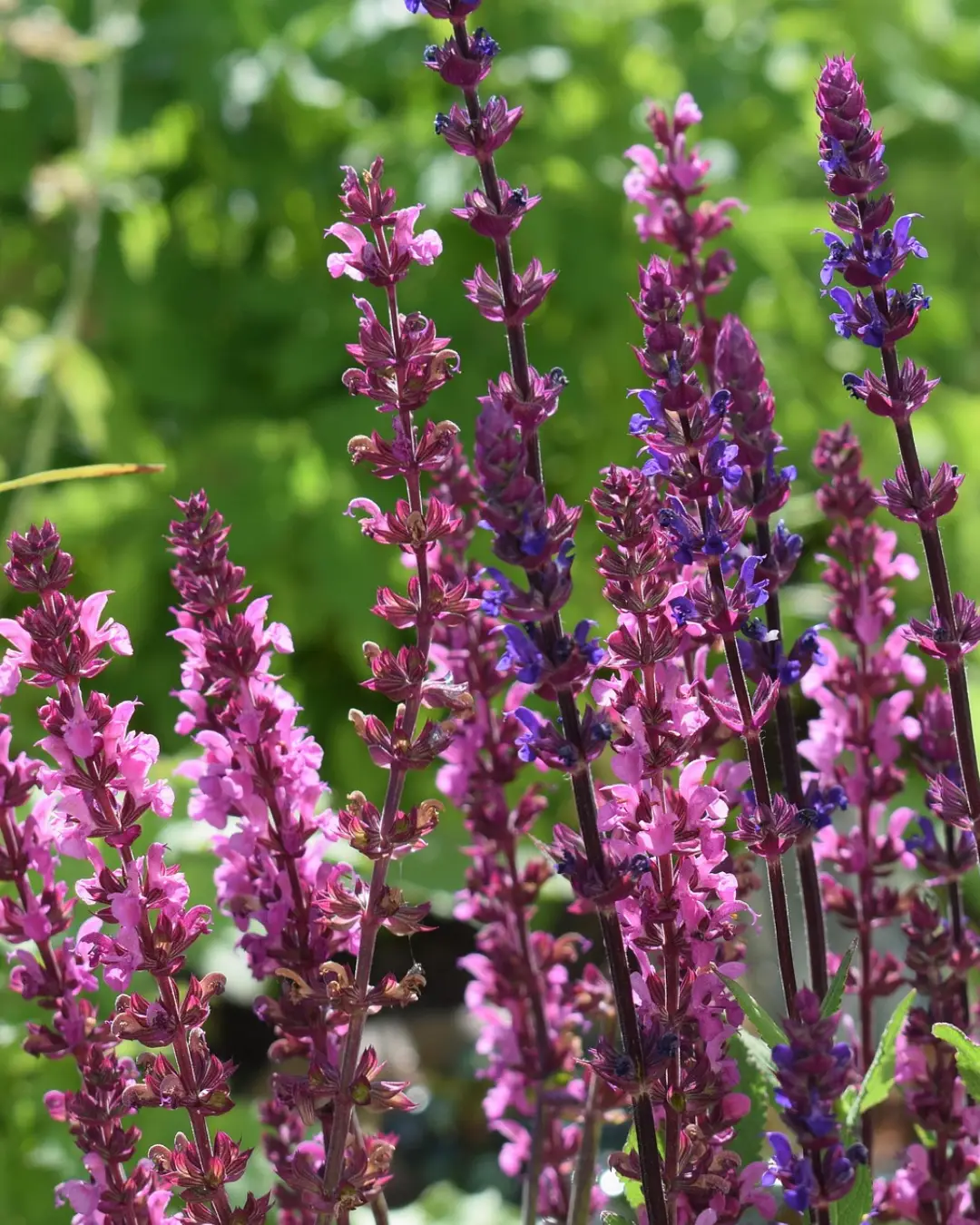 Salvia Jamensis Magical Amour - VivaiBrugna