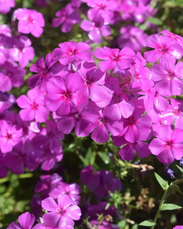Salvia Jamensis Magical Amour - VivaiBrugna