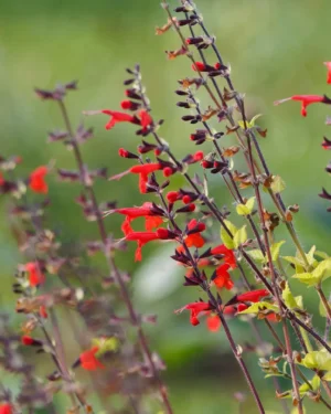 Salvia Jamensis Magical Zanbesi - VivaiBrugna
