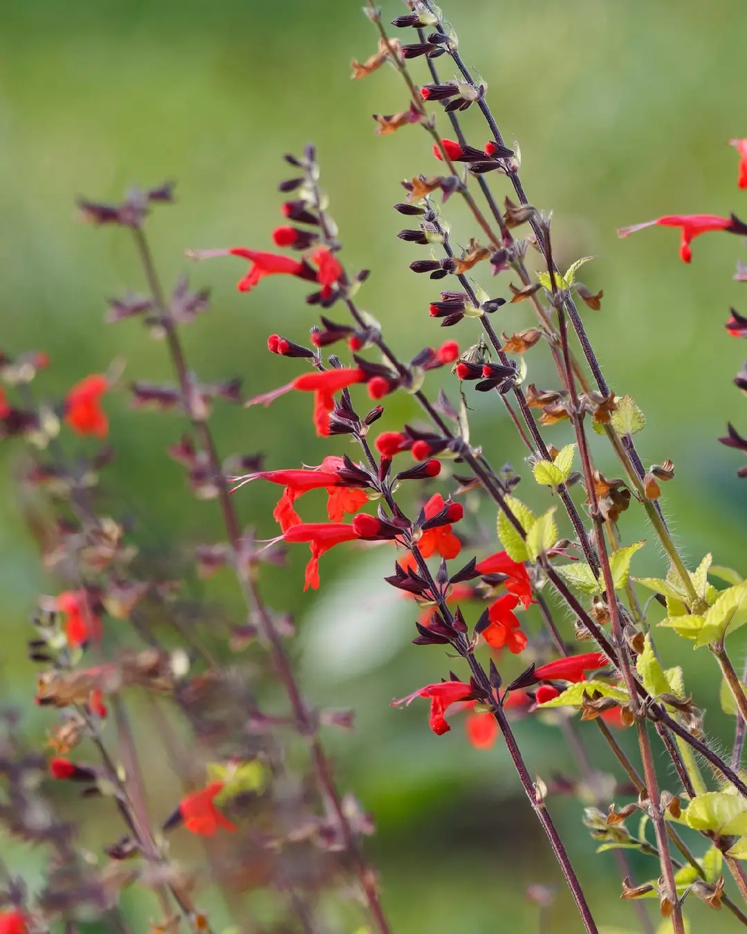 Salvia Jamensis Magical Zanbesi - VivaiBrugna