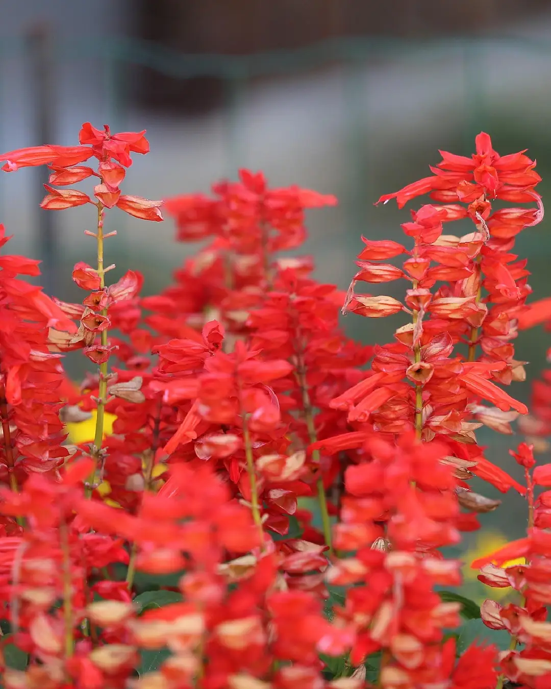 Salvia Jamensis Magical Zanbesi - VivaiBrugna