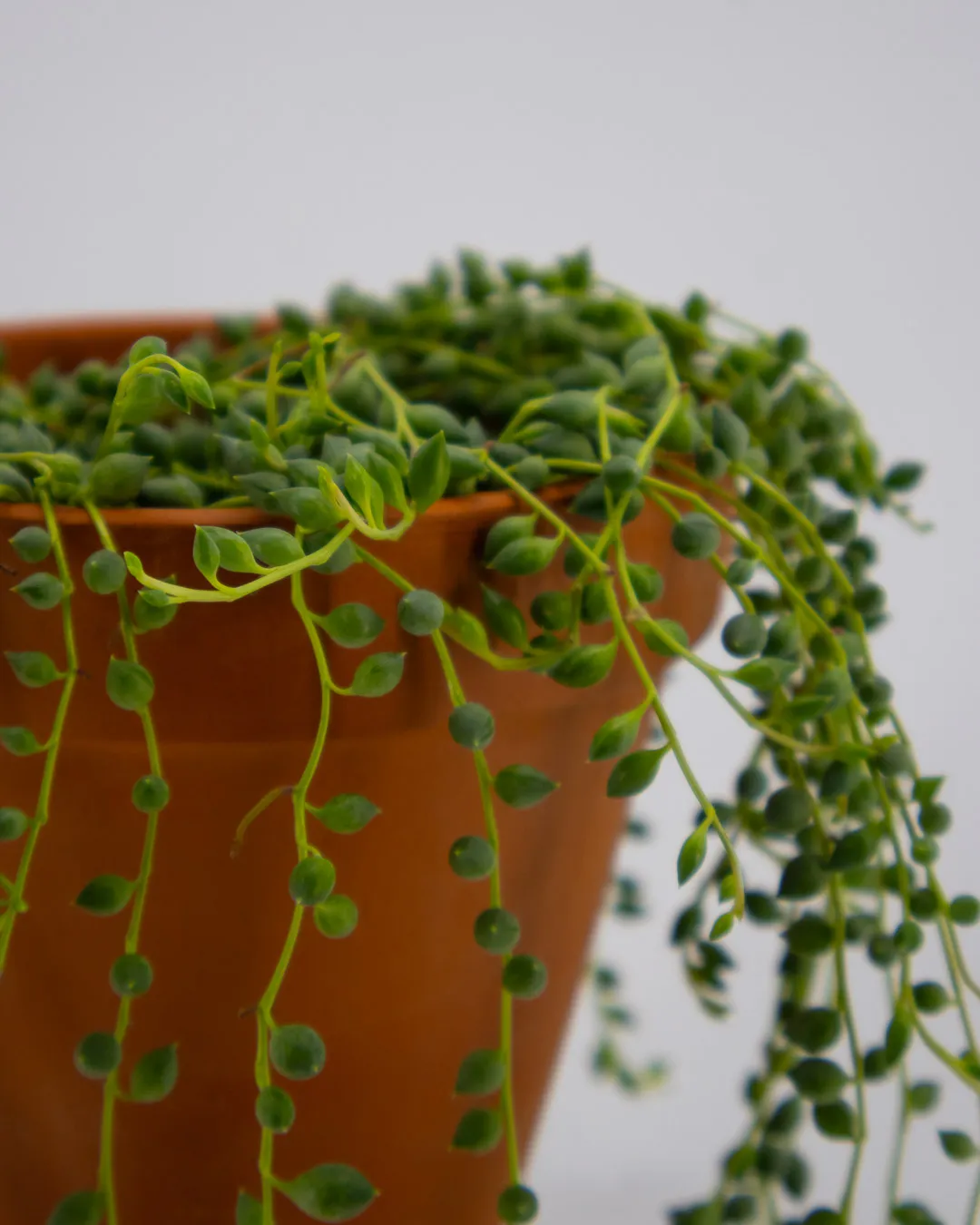 Senecio Herreianus - VivaiBrugna