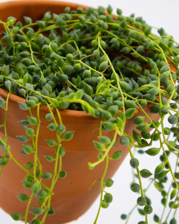 Senecio Herreianus - VivaiBrugna