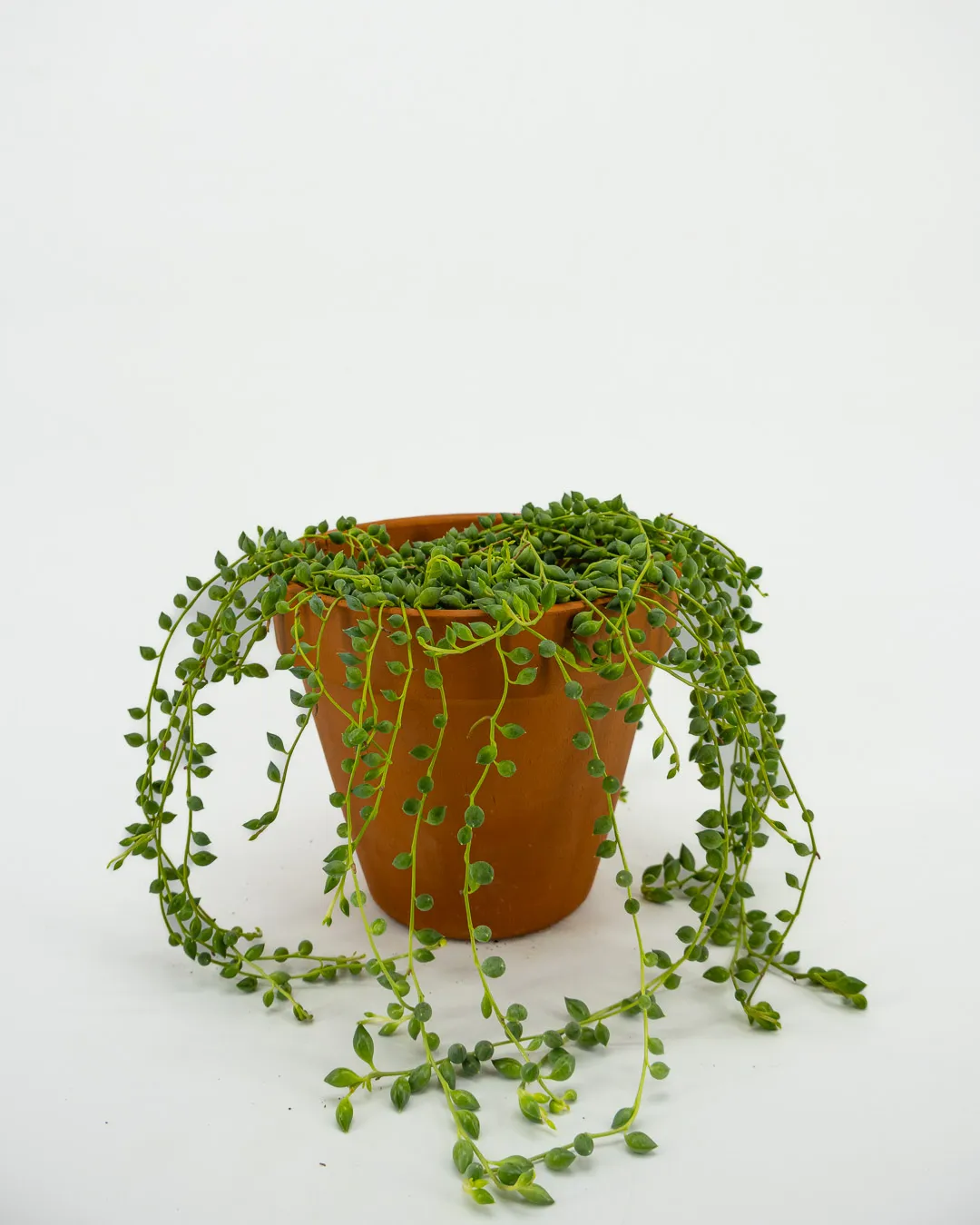 Senecio Herreianus - VivaiBrugna
