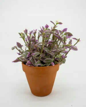 Tradescantia zebrina - VivaiBrugna