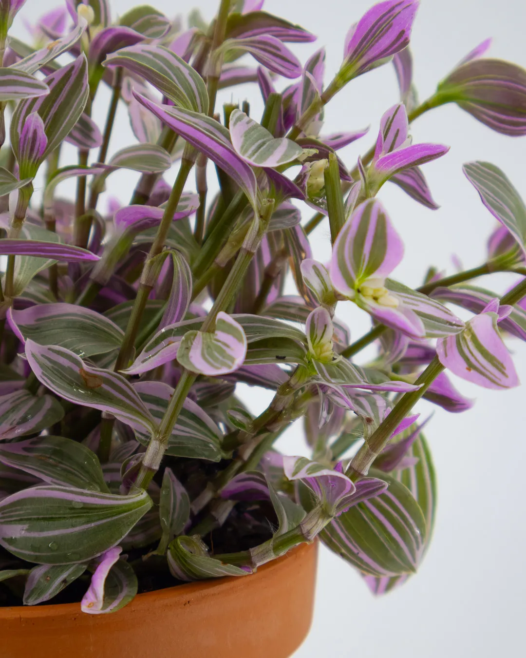 Tradescantia zebrina - VivaiBrugna