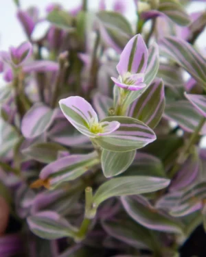 Tradescantia zebrina - VivaiBrugna