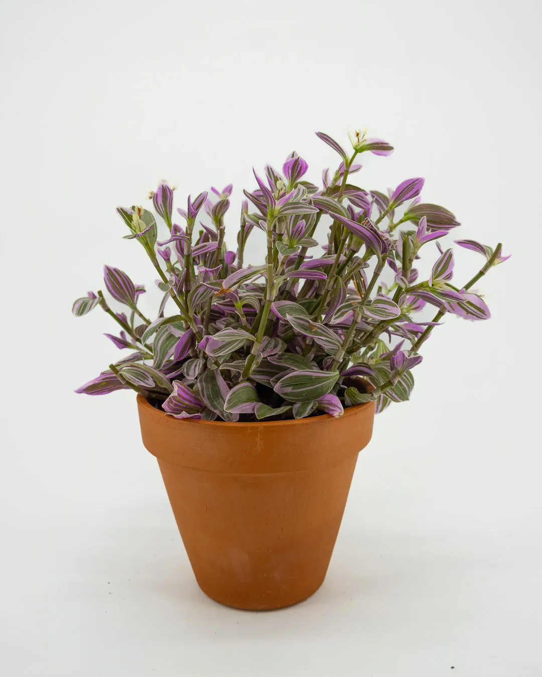 Tradescantia zebrina - VivaiBrugna
