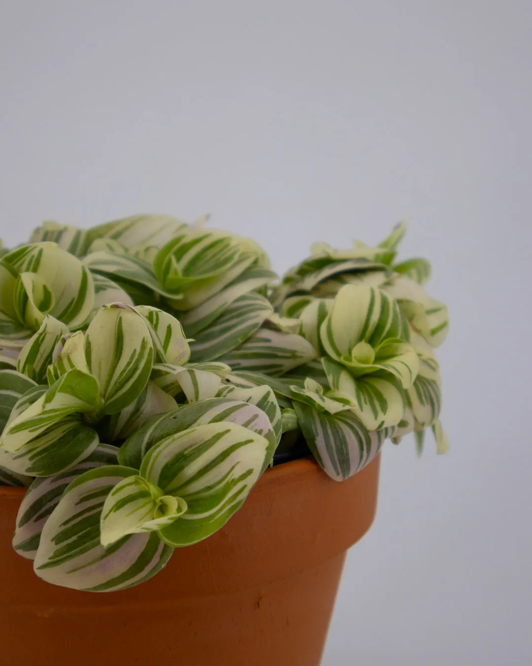 Tradescantia ‘Brightness’ - VivaiBrugna