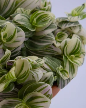 Tradescantia ‘Brightness’ - VivaiBrugna