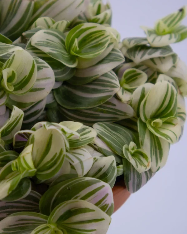 Tradescantia ‘Brightness’ - VivaiBrugna