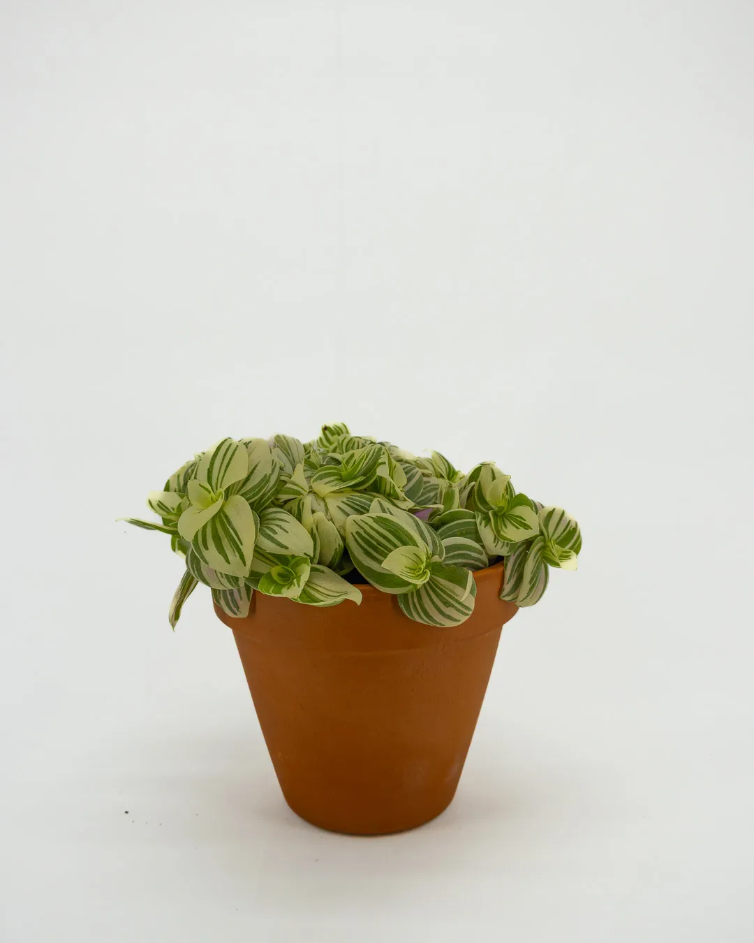Tradescantia ‘Brightness’ - VivaiBrugna