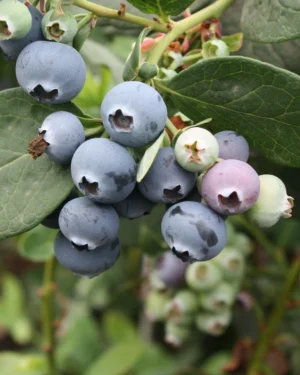 Vaccinium corymbosum 'Bluecrop' - VivaiBrugna