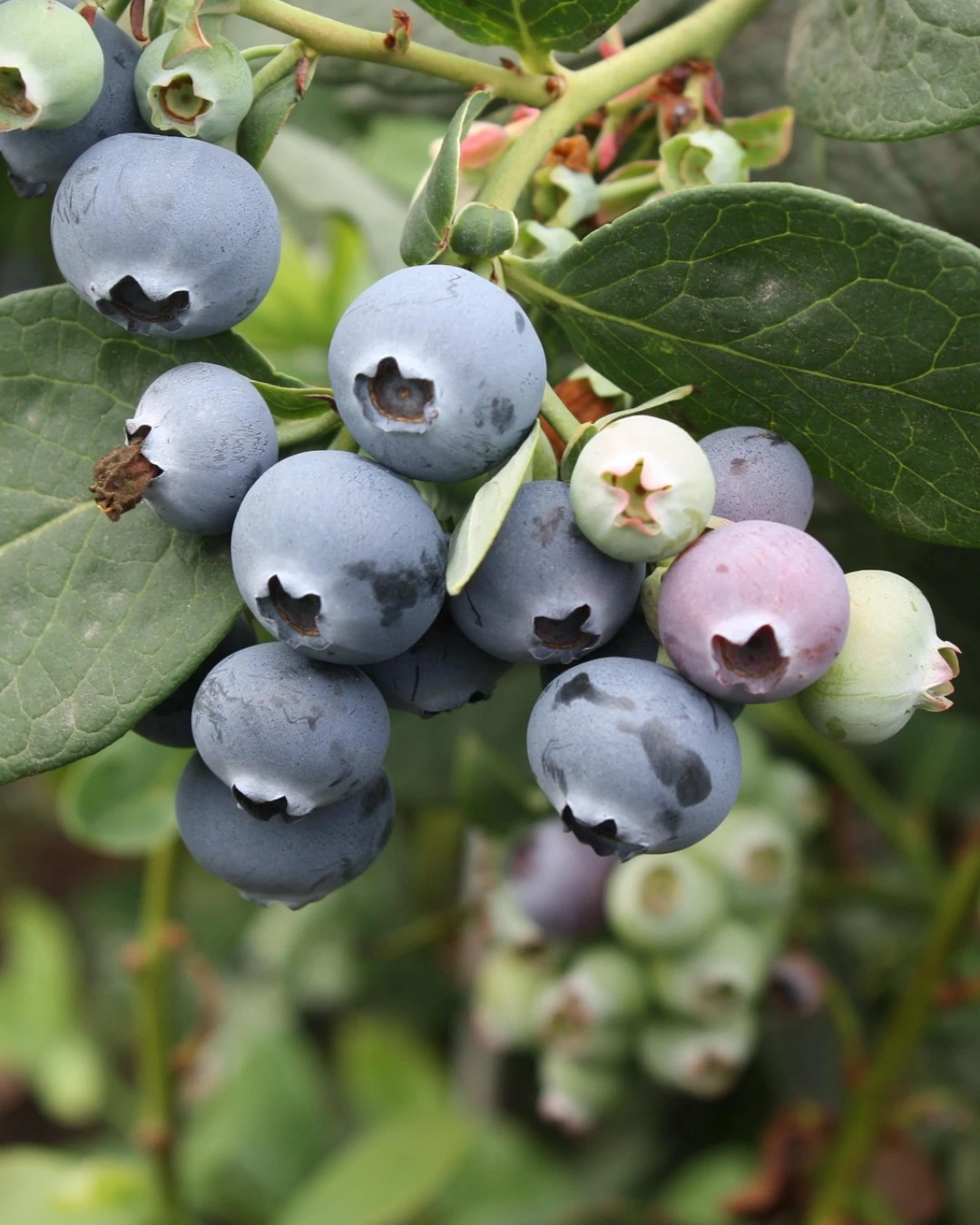 Vaccinium corymbosum 'Bluecrop' - VivaiBrugna