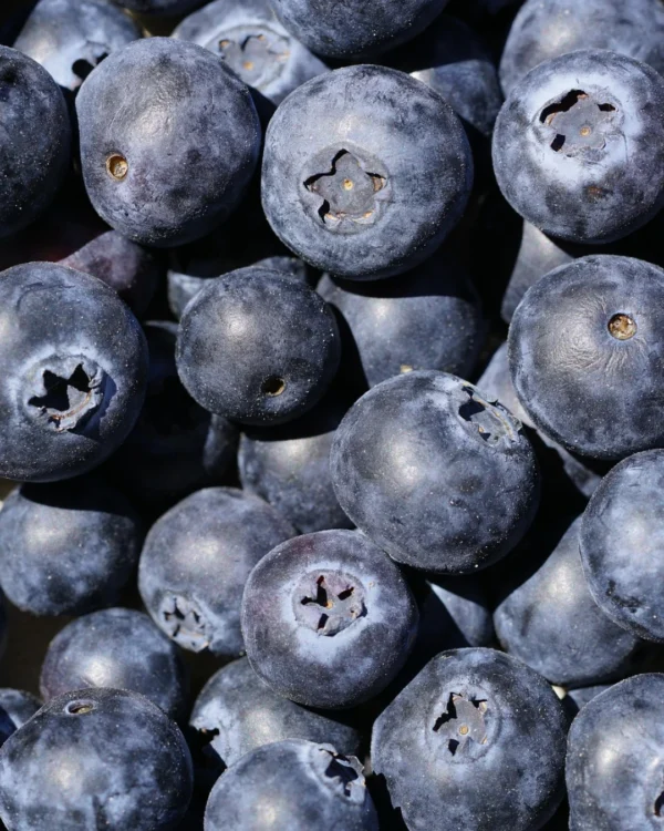 Vaccinium corymbosum 'Bluecrop' - VivaiBrugna