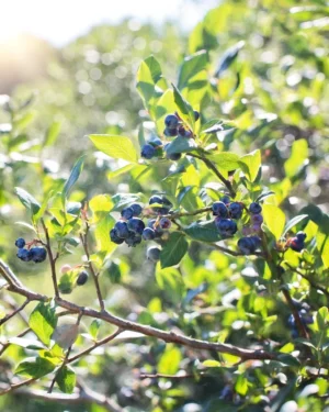 Vaccinium corymbosum 'Bluecrop' - VivaiBrugna