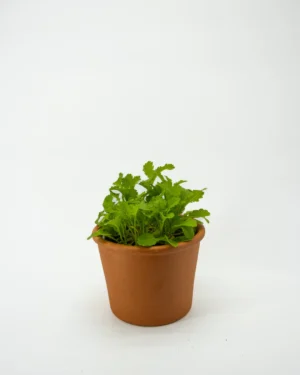 Brassica nigra - VivaiBrugna