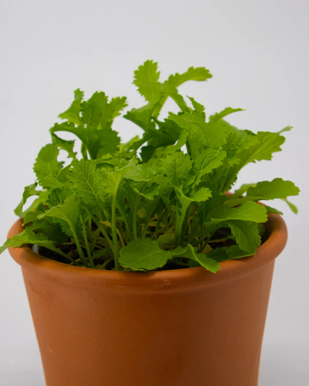 Brassica nigra - VivaiBrugna