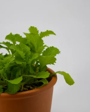 Brassica nigra - VivaiBrugna