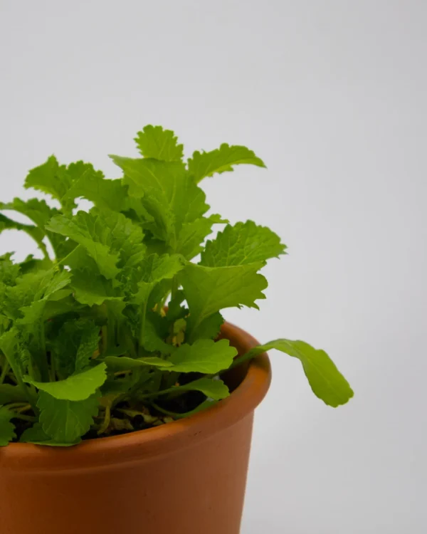 Brassica nigra - VivaiBrugna