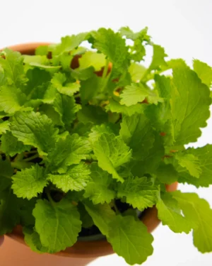 Brassica nigra - VivaiBrugna