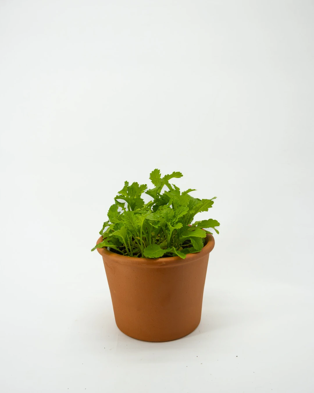 Brassica nigra - VivaiBrugna