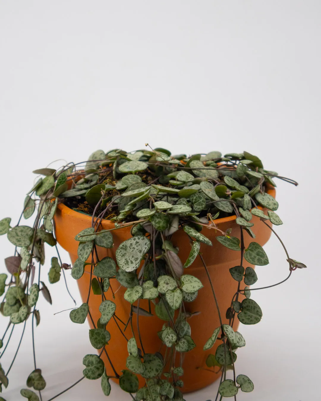 Ceropegia woodii - VivaiBrugna