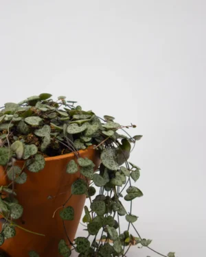 Ceropegia woodii - VivaiBrugna