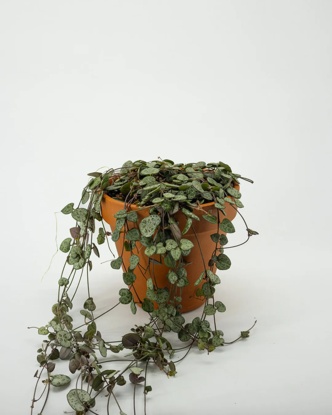 Ceropegia woodii - VivaiBrugna