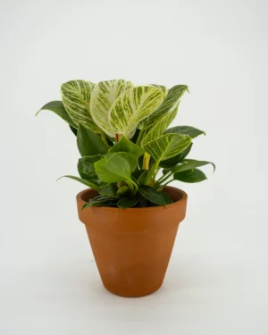 Philodendron birkin white wave - VivaiBrugna