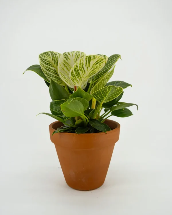 Philodendron birkin white wave - VivaiBrugna