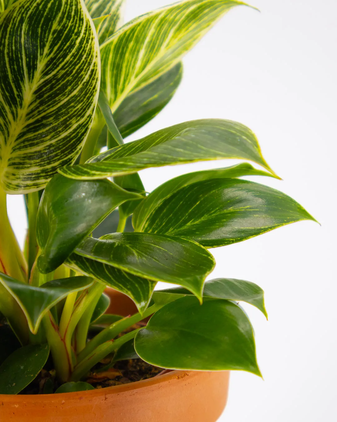 Philodendron birkin white wave - VivaiBrugna