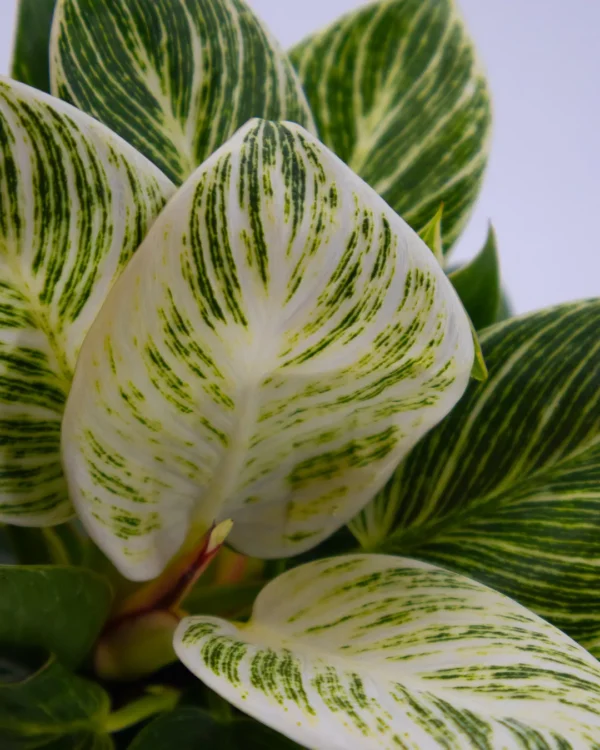 Philodendron birkin white wave - VivaiBrugna
