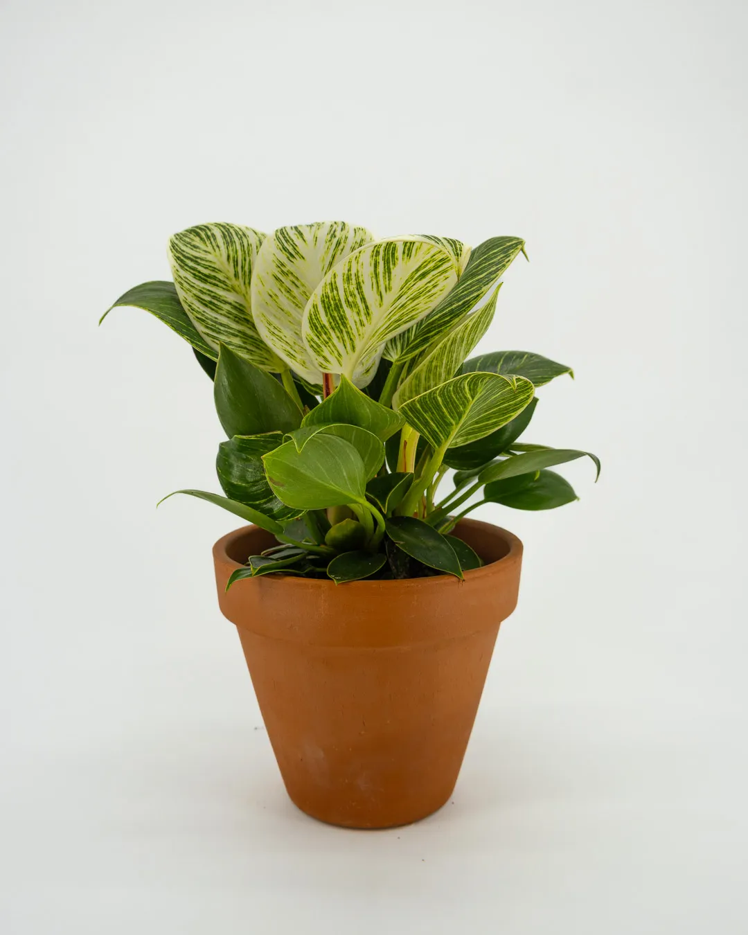 Philodendron birkin white wave - VivaiBrugna