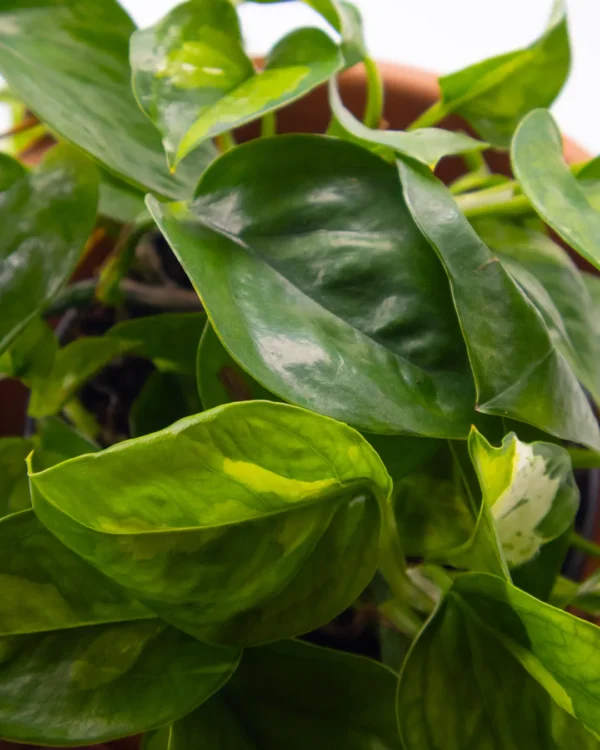 Scindapsus global green - VivaiBrugna