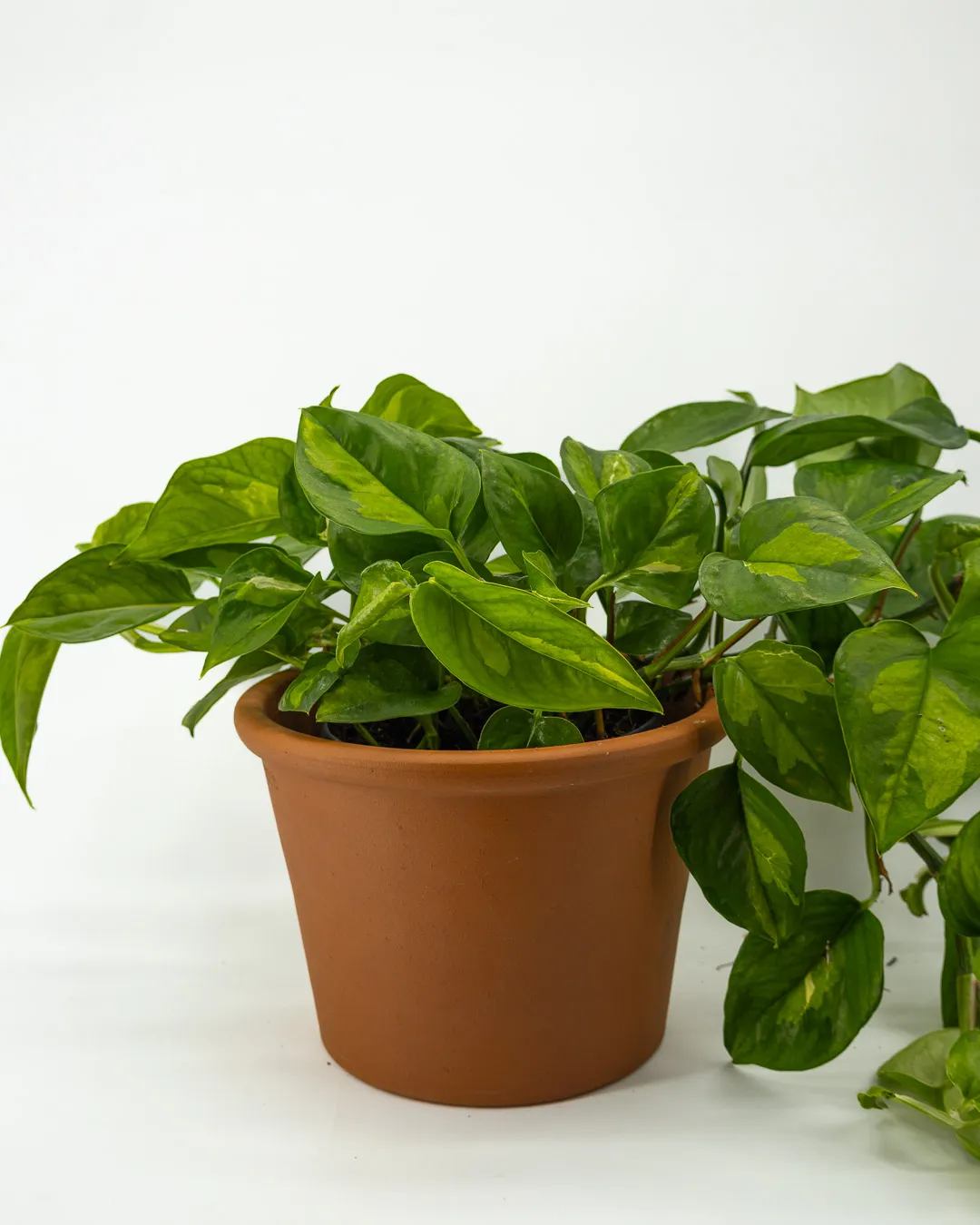 Scindapsus global green - VivaiBrugna
