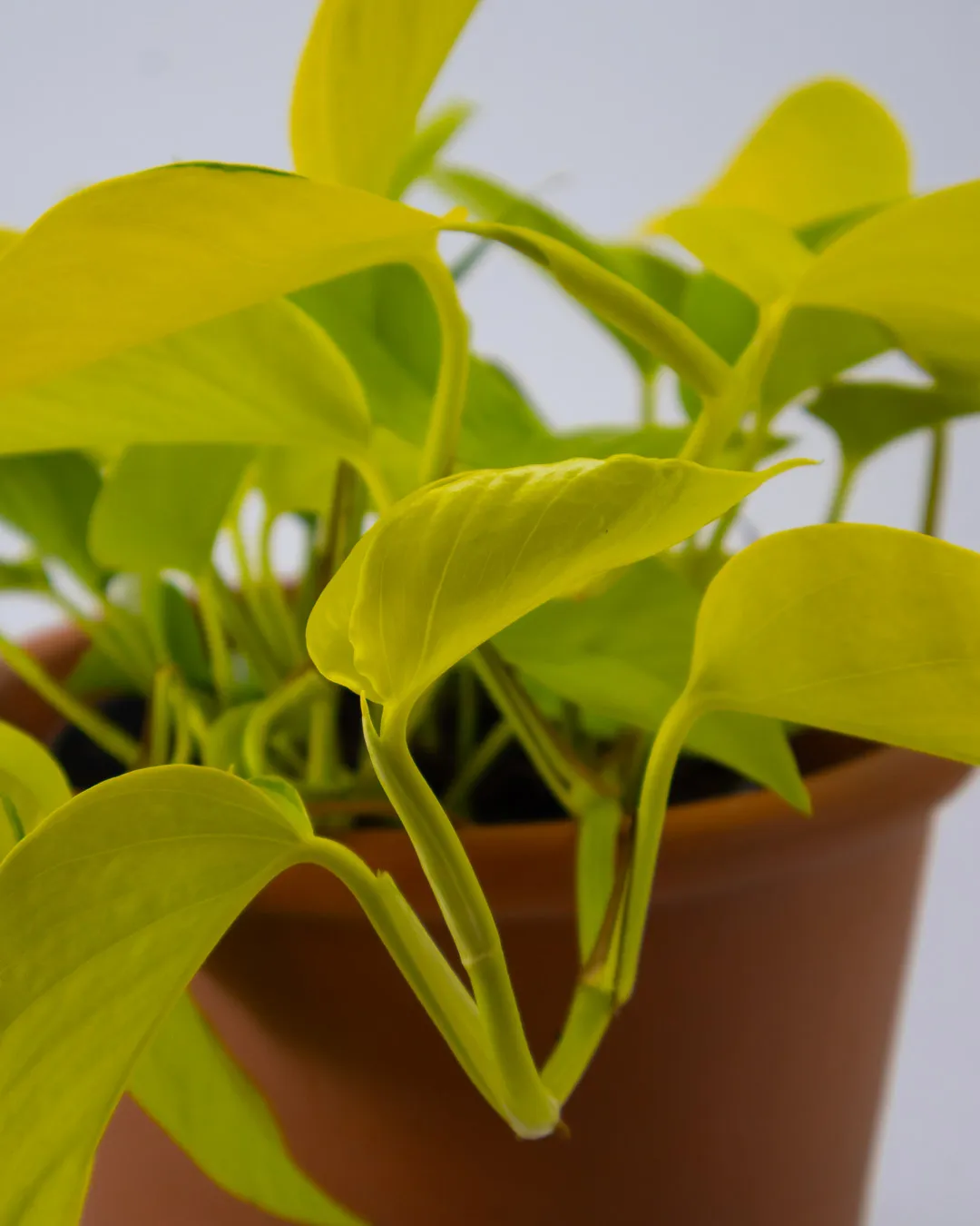 Golden pothos - VivaiBrugna