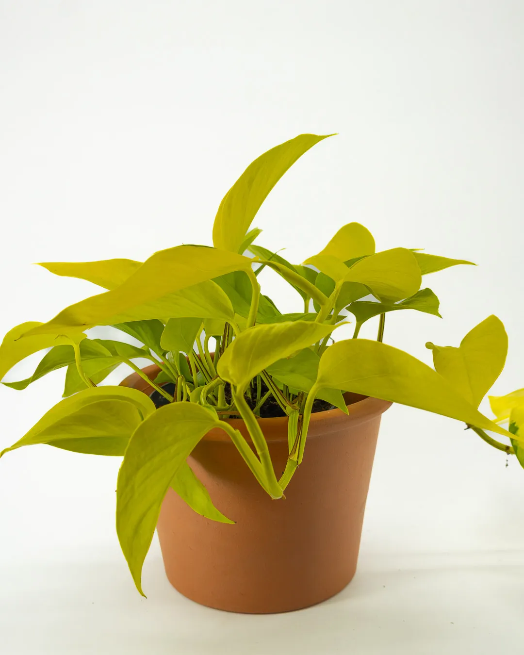 Golden pothos - VivaiBrugna