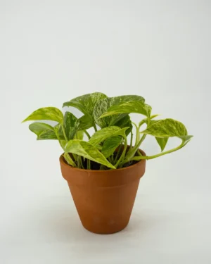 Scindapsus marble queen - VivaiBrugna