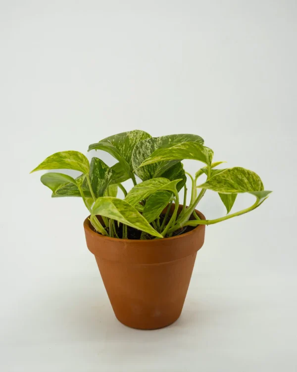 Scindapsus marble queen - VivaiBrugna
