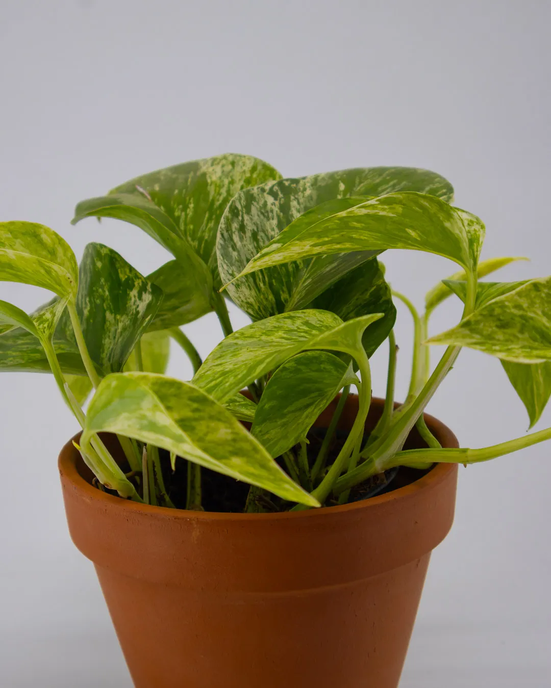 Scindapsus marble queen - VivaiBrugna