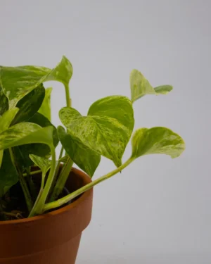 Scindapsus marble queen - VivaiBrugna