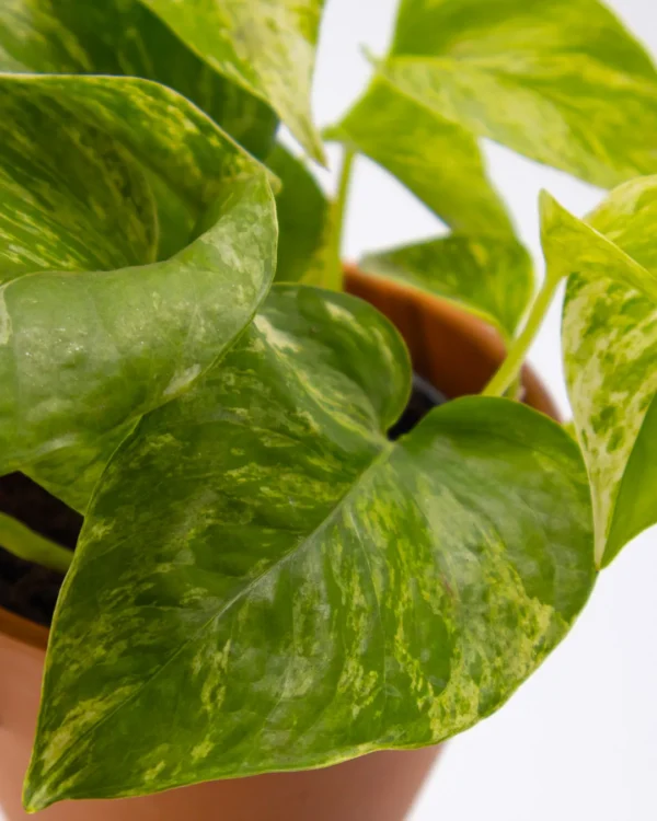 Scindapsus marble queen - VivaiBrugna