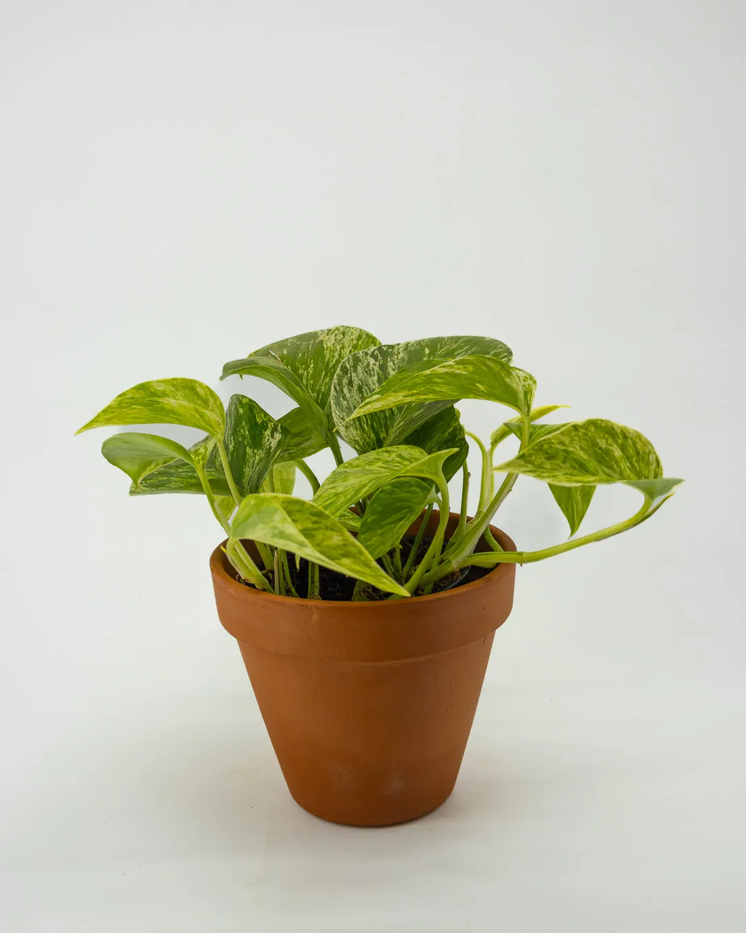 Scindapsus marble queen - VivaiBrugna
