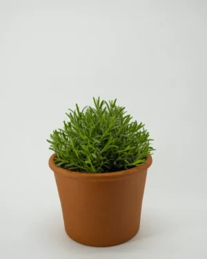 Thymus citrodoro verde - VivaiBrugna