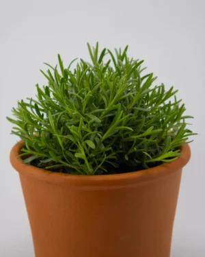 Thymus citrodoro verde - VivaiBrugna