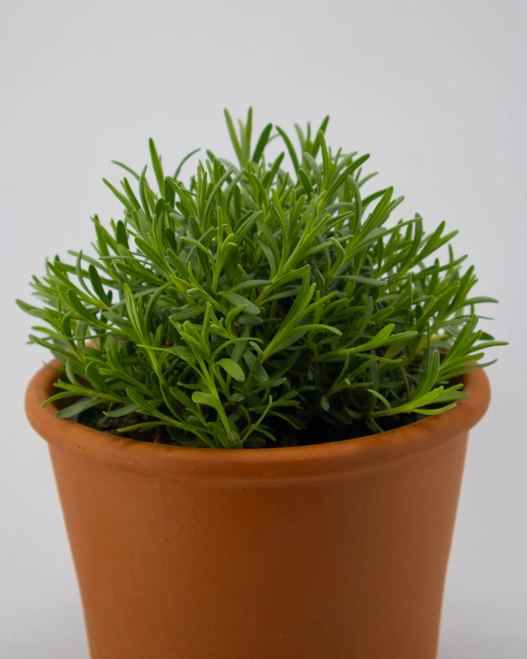 Thymus citrodoro verde - VivaiBrugna