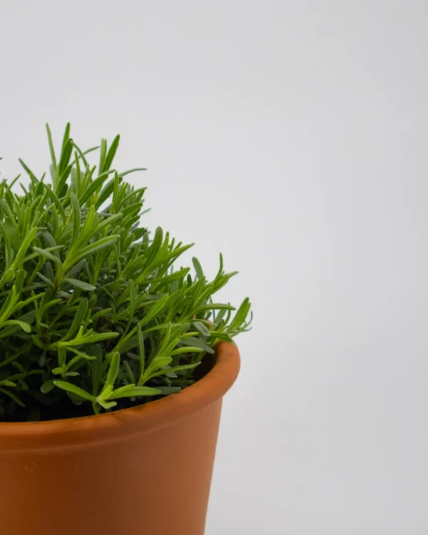 Thymus citrodoro verde - VivaiBrugna