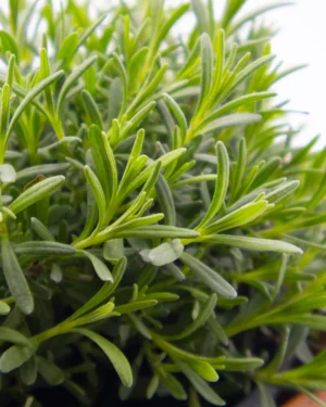 Thymus citrodoro verde - VivaiBrugna